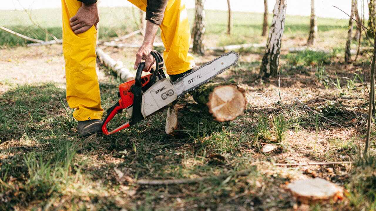 Professional Tree Service in Spirit Lake, ID